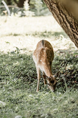 beautiful fellow deer animal in nature area in the Netherlands 