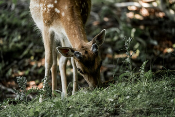 beautiful fellow deer animal in nature area in the Netherlands 