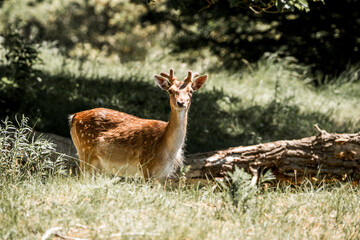 beautiful fellow deer animal in nature area in the Netherlands 