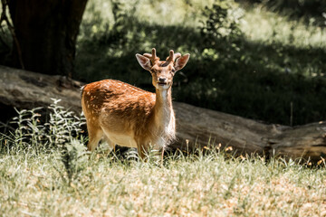 beautiful fellow deer animal in nature area in the Netherlands 