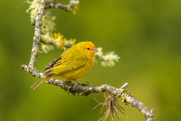 Saffron finch perched on a moss covered branch 