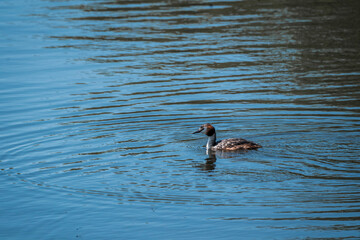 grebe swimming in the water