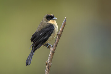 Naklejka premium Black-goggled tanager perched on a branch and isolated against a neutral green background
