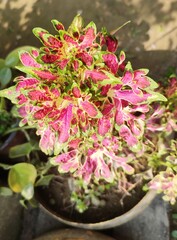 Decorative garden plant - Plectranthus scutellarioides. Family - Lamiaceae. Common name - coleus and painted nettle. Evergreen and perennial. Native to southeast Asia through to Australia.