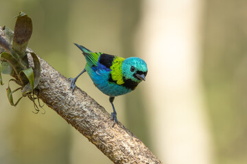 Green-headed tanager perched on a branch
