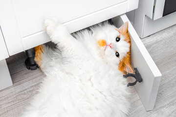 cute white cat climbed under the closet. the cat is ruining the furniture. playful house cat....