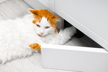 cute white cat climbed under the closet. the cat is ruining the furniture. playful house cat....