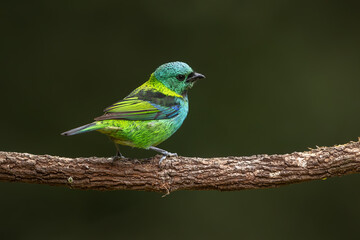 Green-headed tanager perched on a branch