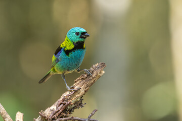 Green-headed tanager perched on a branch