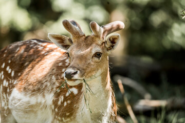 beautiful fellow deer grass nature green