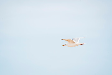 seagull animal fly bird blue sky