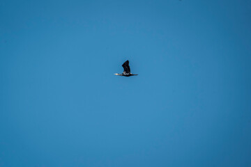 black cormorant bird in the sky