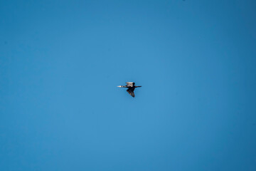 black cormorant bird in the sky