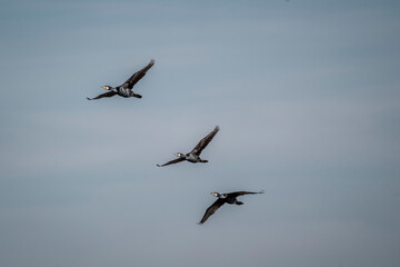 black cormorant bird in the sky flying wings animal blue 