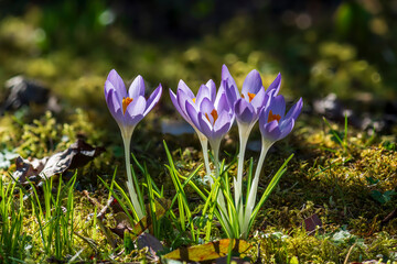spring crocus flowers