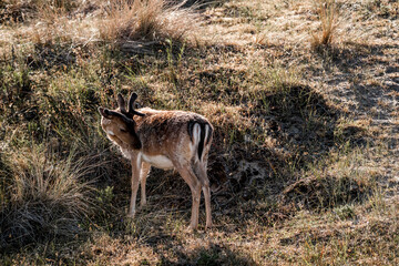 fellow deer in the wild nature reserve