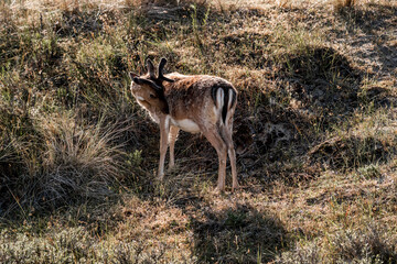 fellow deer in the wild nature reserve