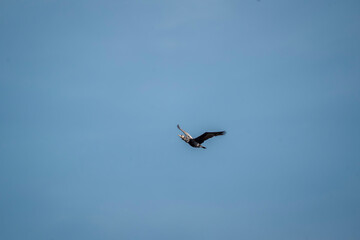 black cormorant bird in the sky flying wings animal blue 