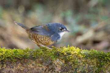 White-breasted tapaculo perched on a moss covered tree stump