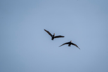 black cormorant bird in the sky flying wings animal blue 