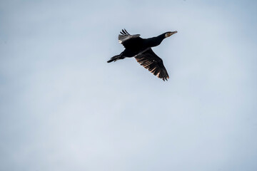 black cormorant bird in the sky flying wings animal blue 