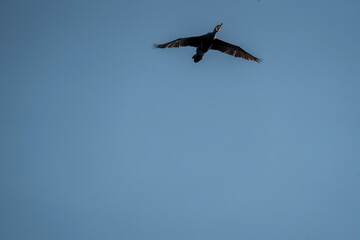 black cormorant bird in the sky flying wings animal blue 