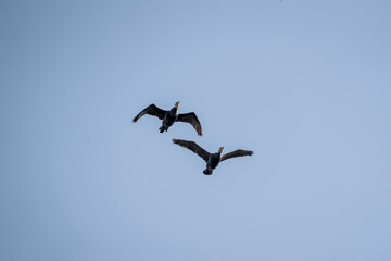black cormorant bird in the sky flying wings animal blue 