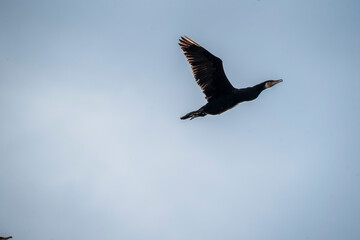 black cormorant bird in the sky flying wings animal blue 