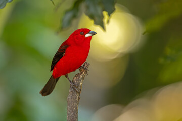 Brazilian tanager perched on a branch