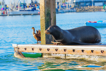Sea Lion Relaxing on Dock Beside Duck at Coastal Harbor in Oceanside