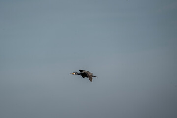black cormorant bird in the sky flying wings animal blue 