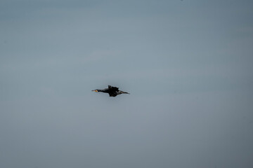 black cormorant bird in the sky flying wings animal blue 