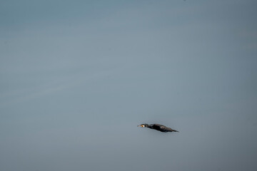 black cormorant bird in the sky flying wings animal blue 