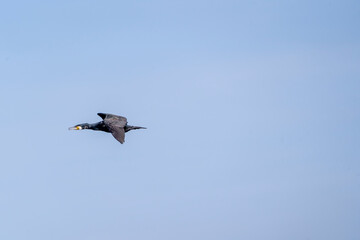 black cormorant bird in the sky flying wings animal blue 