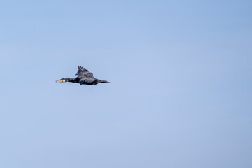 black cormorant bird in the sky flying wings animal blue 