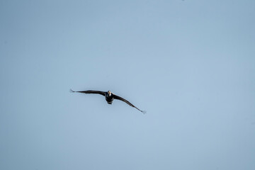 black cormorant bird in the sky flying wings animal blue 