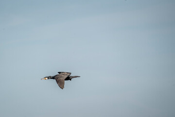 black cormorant bird in the sky flying wings animal blue 