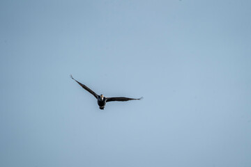 black cormorant bird in the sky flying wings animal blue 