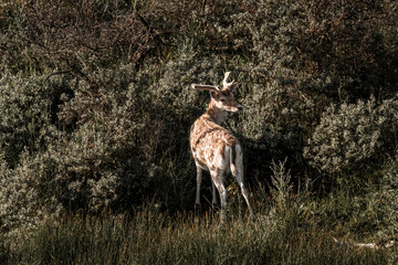 fellow deer in the wild nature reserve