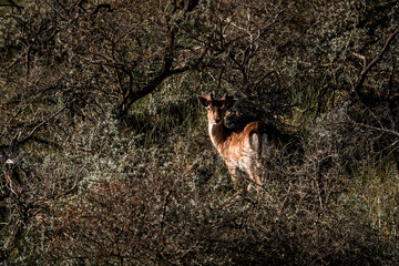 fellow deer in the wild nature reserve