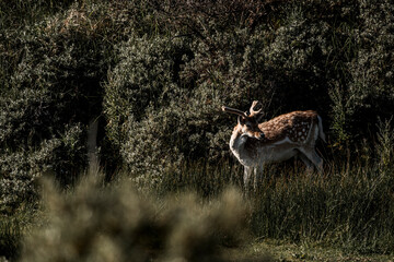 fallow deer in nature reserve in The Netherlands relax 
