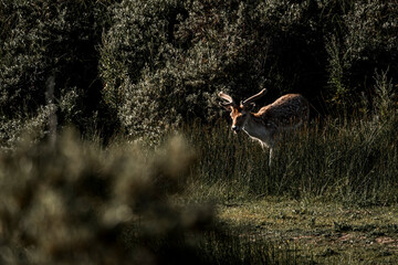 fallow deer in nature reserve in The Netherlands relax 