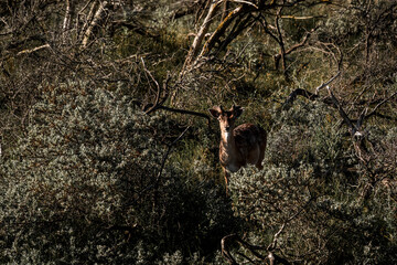 fallow deer in nature reserve in The Netherlands relax 