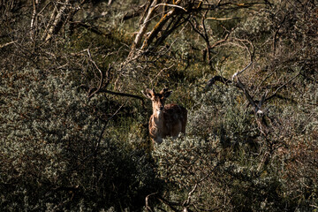 fallow deer in nature reserve in The Netherlands relax 