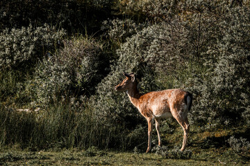 fallow deer in nature reserve in The Netherlands relax 