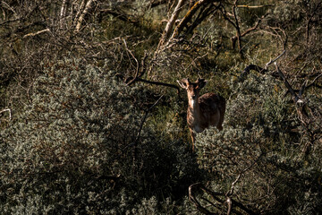 fallow deer in nature reserve in The Netherlands relax 