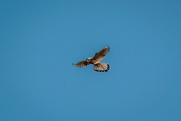beautiful falcon bird of prey mid air