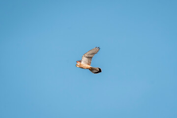 beautiful falcon bird of prey mid air