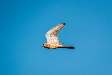 beautiful falcon bird of prey mid air