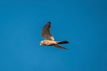 beautiful falcon bird of prey mid air